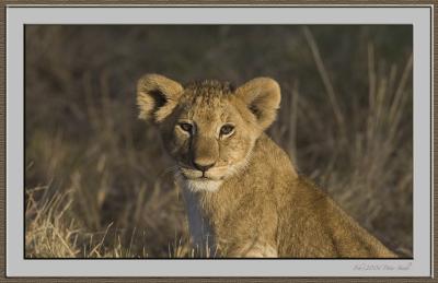 Lion cub in shadow.jpg