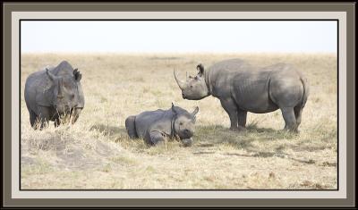 Rhino Family.jpg
