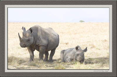 Rhino  Baby.jpg