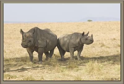 Rhino baby  mom.jpg