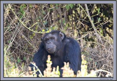Content Chimp.jpg