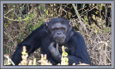 g3/28/595228/3/56455414.chimpthinking.jpg
