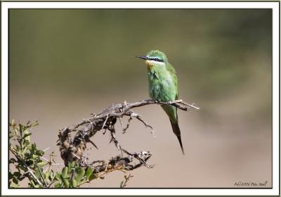Blue-cheeked Bee-eater.jpg