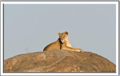 Lion on top of rock.jpg