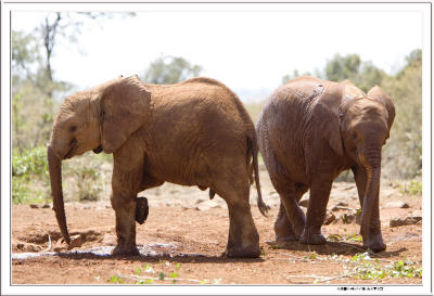 Elephants in red.jpg