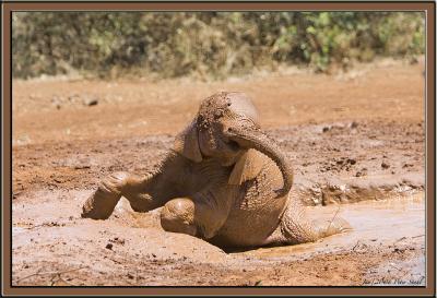 In the mud elephant.jpg