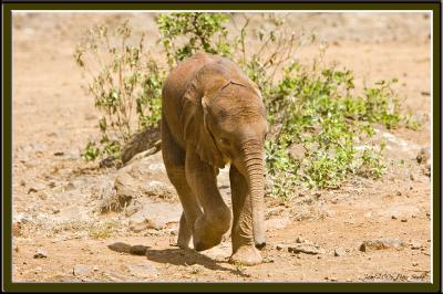 Running baby elephant.jpg