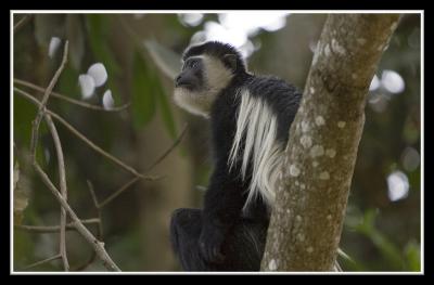 Colobus thinking.jpg