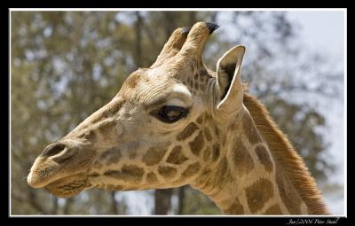 Rothschilds Giraffe .jpg