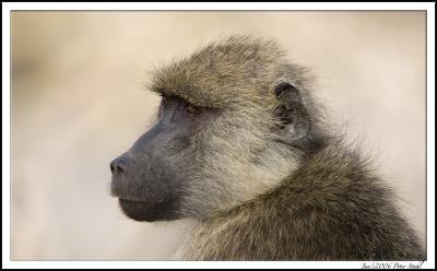 Baboon side Profle.jpg