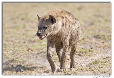 Spotted Hyaena.jpg