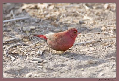 African Firefinch.jpg