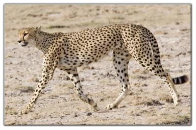 Cheeta on the movee.jpg