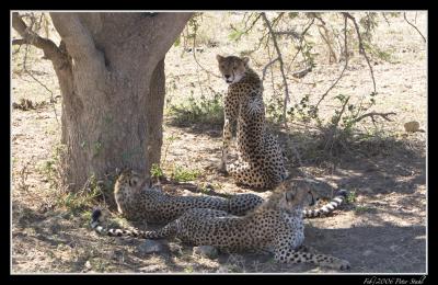Cheeta under tree.jpg