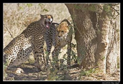 g3/28/595228/3/56889785.UpsetCheetas.jpg