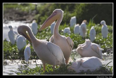 Great white pelicans.jpg