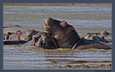 Hungry Hippo.jpg