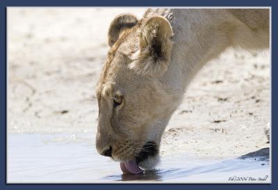 Thirsty lioness.jpg
