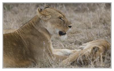Lioness Baby.jpg