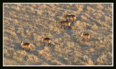 Water buck from above.jpg