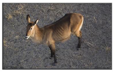 Waterbuck from above.jpg