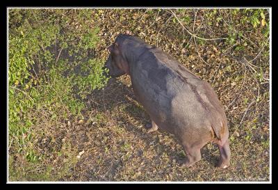 Hippo from above.jpg