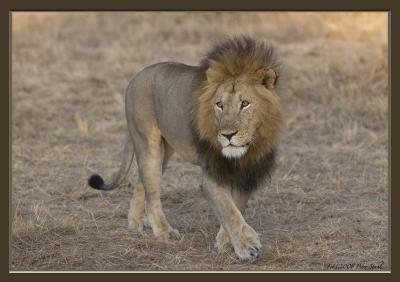 The King-lion.jpg