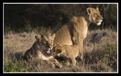 Lioness family.jpg