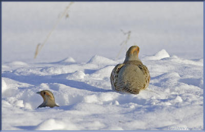 Grey partridge.jpg