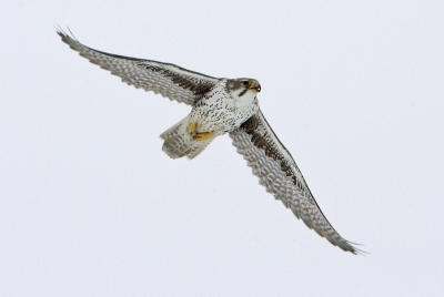 Prairie Falcon.jpg