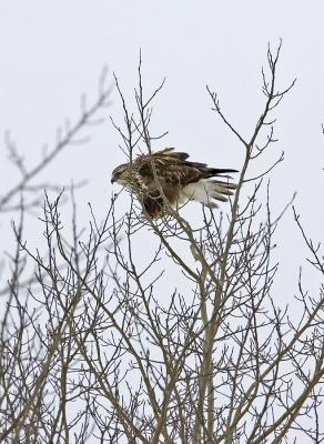 Rough-Legged Hawk tree.jpg