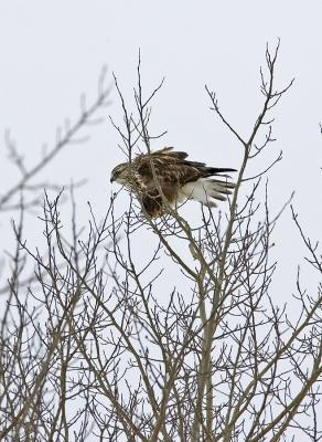 Rough-Legged Hawk tree.jpg