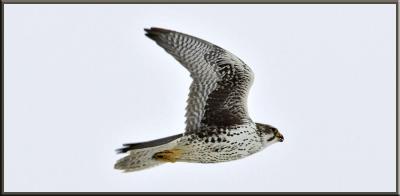 Prairie Falcon