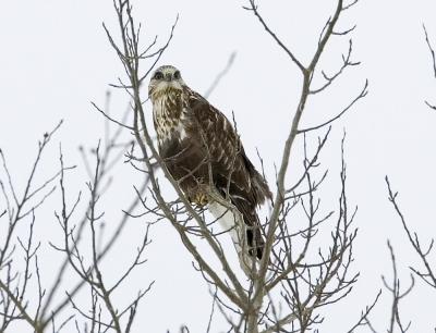 Rough-legged Hawk straight on.jpg