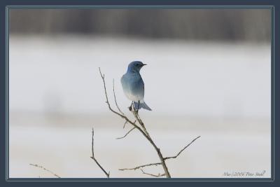 Bluebird my first.jpg