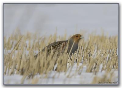 Grey partridge in field .jpg