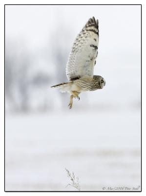 Short eared Owl flying.jpg