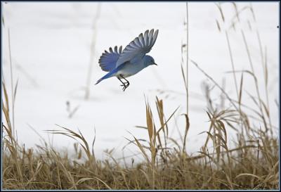 Bluebird in flight.jpg