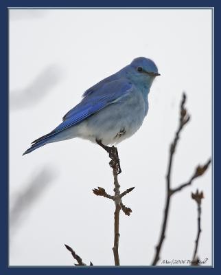 Bluebird perching.jpg