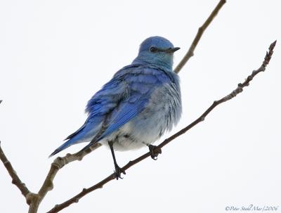 Bluebird up tree.jpg