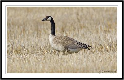 Canada Goose in Field.jpg