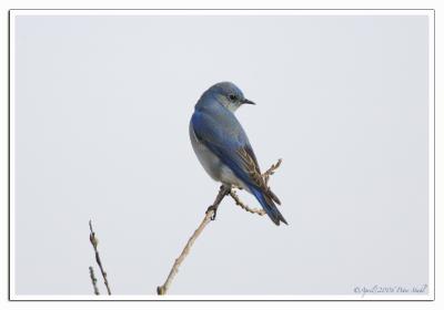 Bluebird looking back.jpg