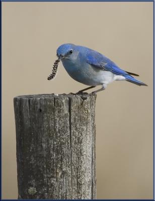 Bluebird -Caterpillar.jpg
