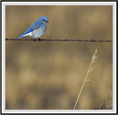 Bluebird composition.jpg
