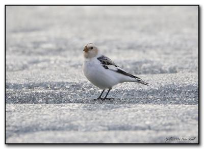 Snow Bunting.jpg