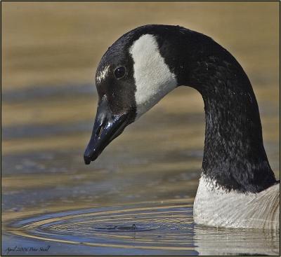 Canada Goose Portrait.jpg
