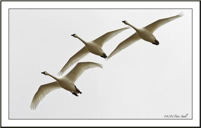 Tundra Swans.jpg