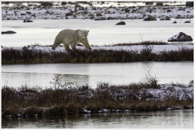 Polar bear Hudson Bay.jpg
