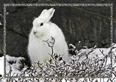 20071025-Artic Hare-Edit.jpg