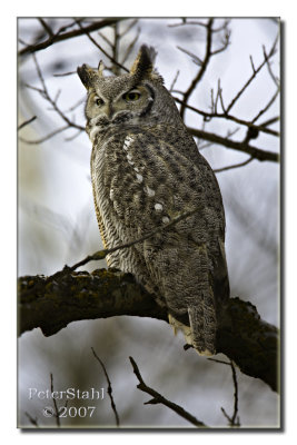 Great horned owl in light.jpg